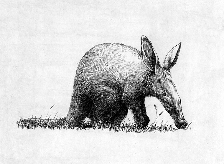 Aardvark